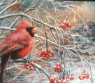 winter Cardinal _Dodds